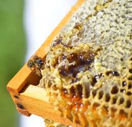 The buzz around Patoka Lake is that pollinators are an important part of nature