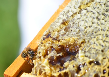 The buzz around Patoka Lake is that pollinators are an important part of nature