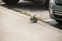 Dealing with wildlife on post