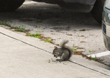 Dealing with wildlife on post