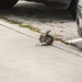 Dealing with wildlife on post