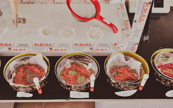 Testing wheat seeds to verify their quality before distribution.