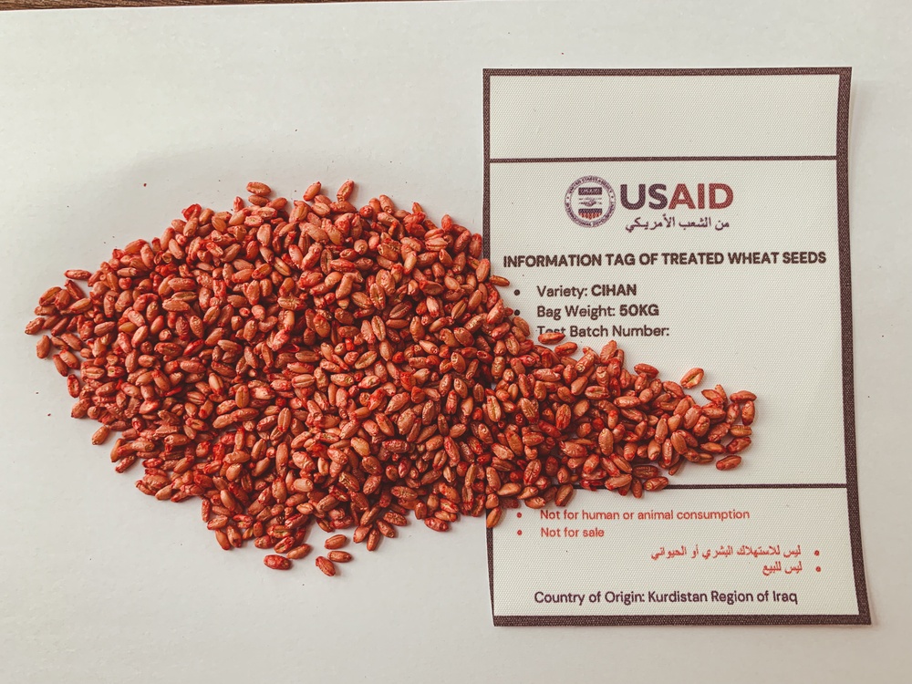 Sample of treated wheat seed - Cihan Variety with Information Tag