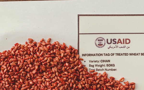 Sample of treated wheat seed - Cihan Variety with Information Tag