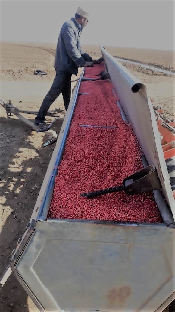 Seeds arrived and loaded into a seed planter