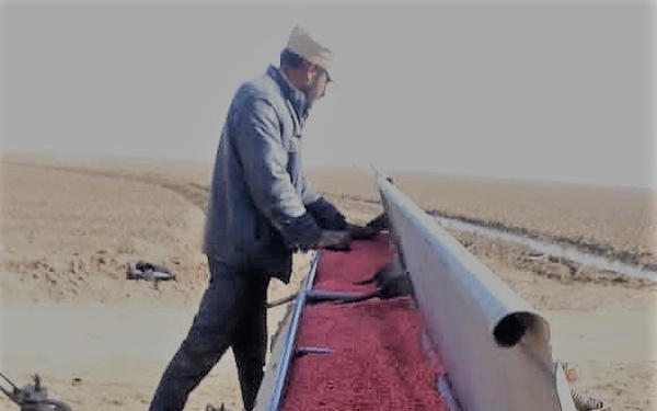 Seeds arrived and loaded into a seed planter