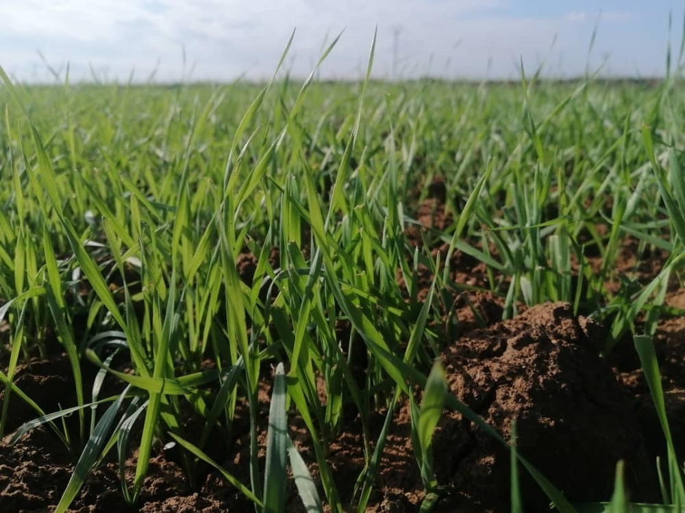 Wheat plants in Tal Barak