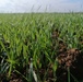 Wheat plants in Tal Barak