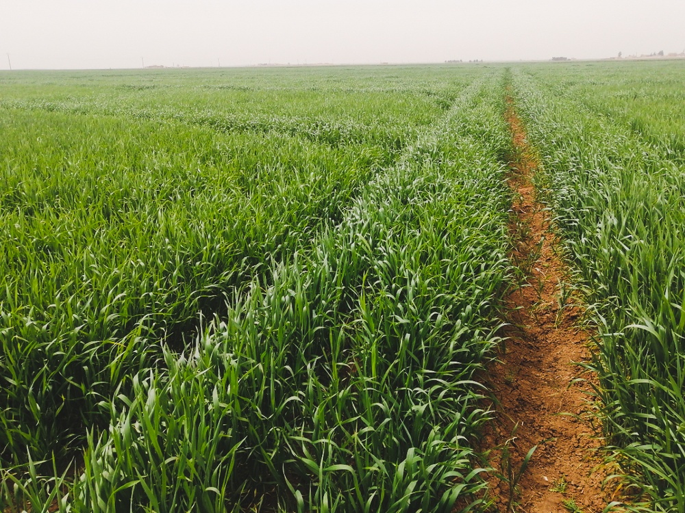 Progress of wheat fields growth