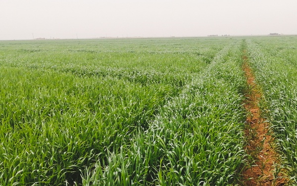 Progress of wheat fields growth