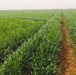 Progress of wheat fields growth