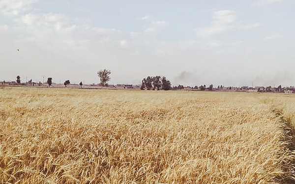Wheat fields at time for harvest