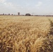 Wheat fields at time for harvest