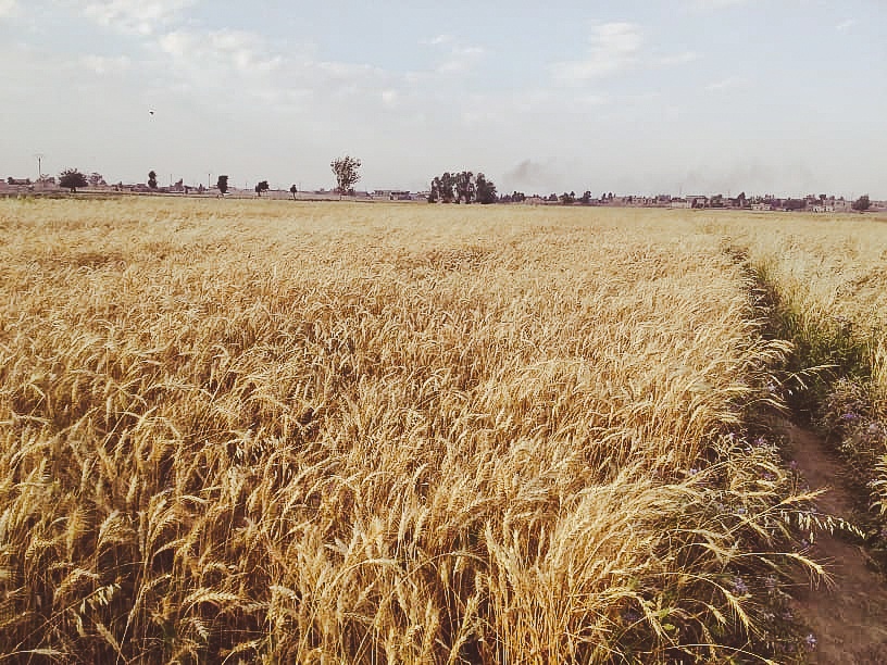 Wheat fields at time for harvest