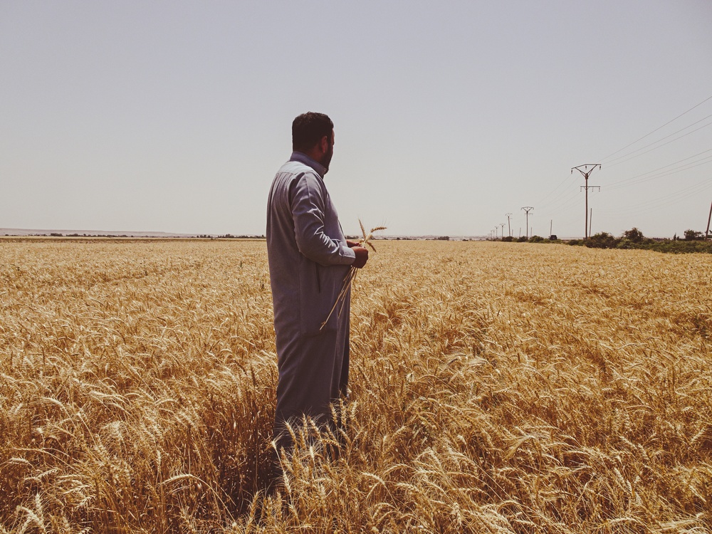 Wheat fields at time for harvest