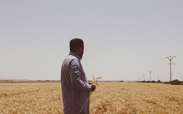 Wheat fields at time for harvest
