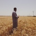 Wheat fields at time for harvest