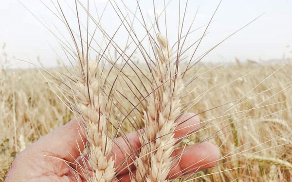Wheat fields at time for harvest