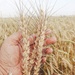 Wheat fields at time for harvest