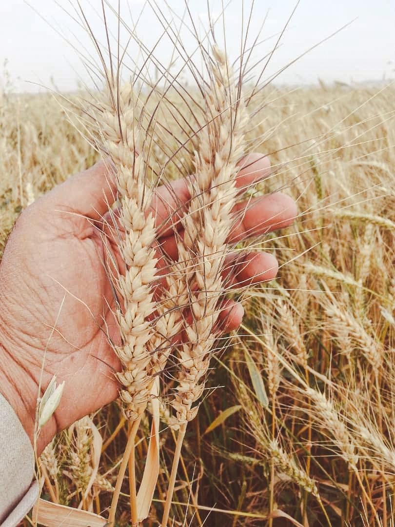 Wheat fields at time for harvest