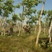 India Co. Platoon Conducts Simulated TRAP Mission