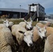 Sheep at USAG Benelux - Brunssum