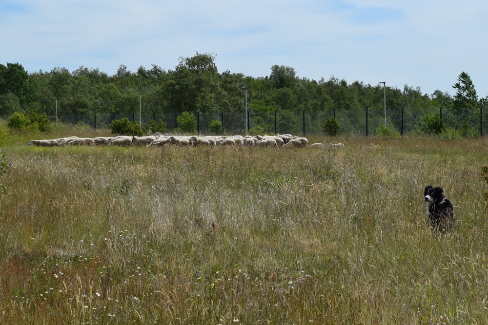 Sheep may safely graze