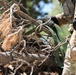 Timber Haul - Golden Coyote 22