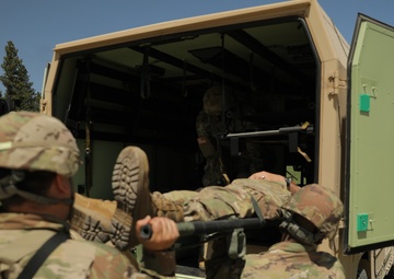 Timber Haul - Golden Coyote 22