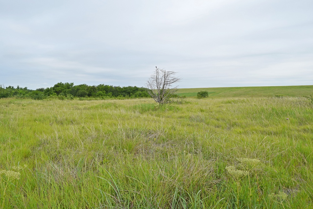 Out with the Old, in with the New: How Prescribed Fires Benefit the Ecosystem