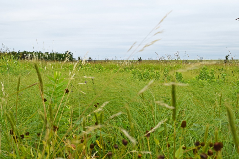 Out with the Old, in with the New: How Prescribed Fires Benefit the Ecosystem