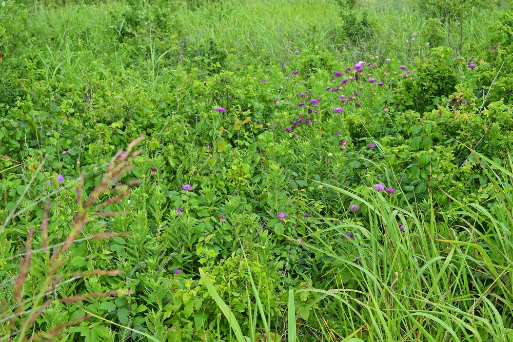 Out with the Old, in with the New: How Prescribed Fires Benefit the Ecosystem