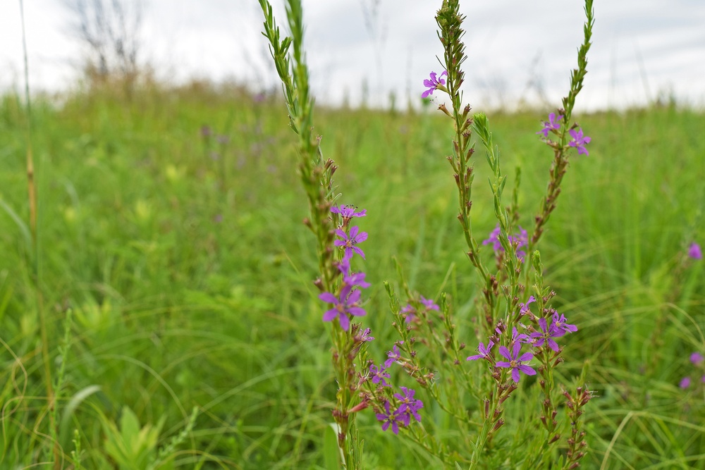 Out with the Old, in with the New: How Prescribed Fires Benefit the Ecosystem