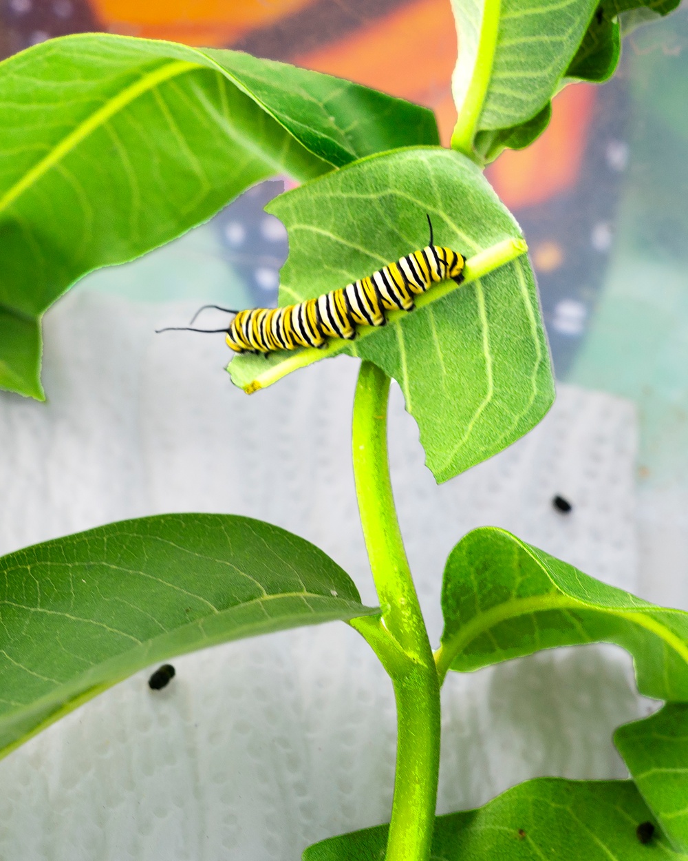 Wright-Patt Pollinator Expo creates buzz on and off base