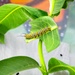 Wright-Patt Pollinator Expo creates buzz on and off base
