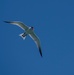 NSGL Common Tern
