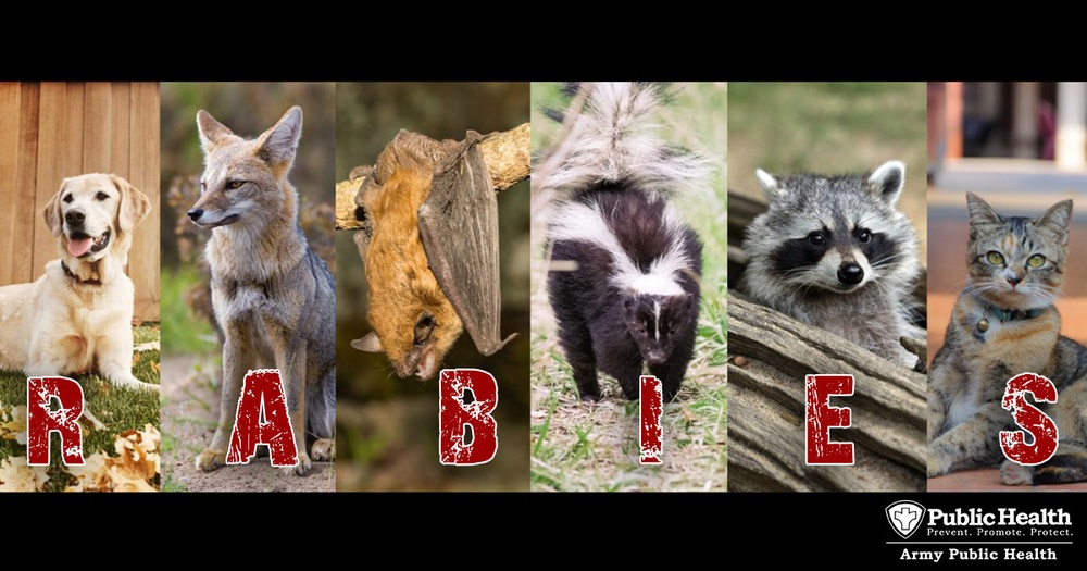 wild animals with rabies