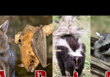 Army experts: Rabies risk is not worth it