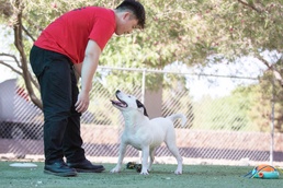 Dog Duty: Bliss BOSS Soldiers volunteer with El Paso animal org 