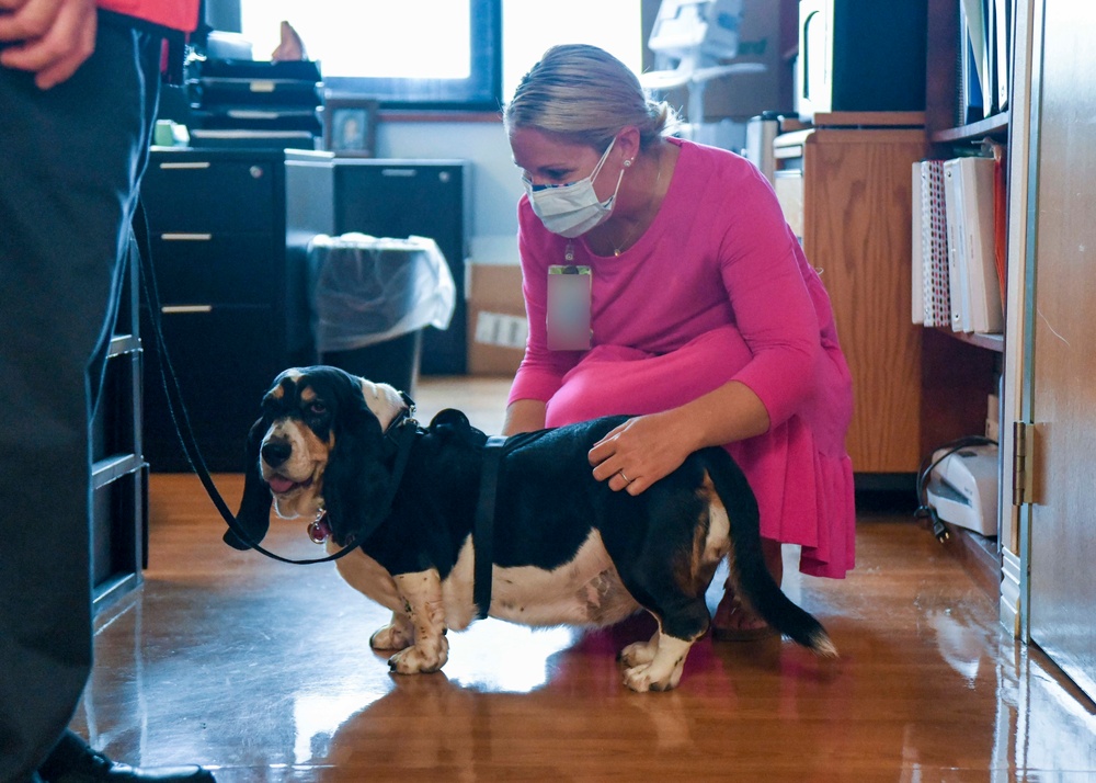 Wagging tails and smiling faces: Therapy dogs bring comfort to Medical Center staff