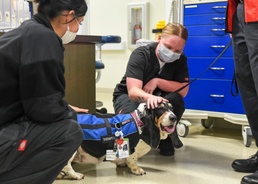 Wagging tails and smiling faces: Therapy dogs bring comfort to Medical Center staff