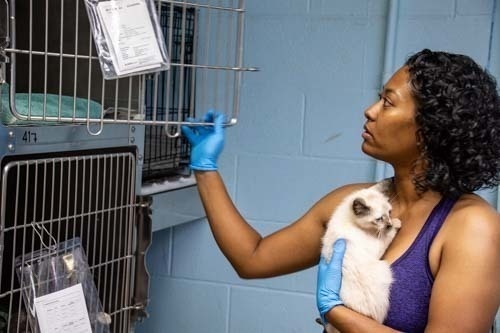 Service Members Volunteer with Carteret County Humane Society