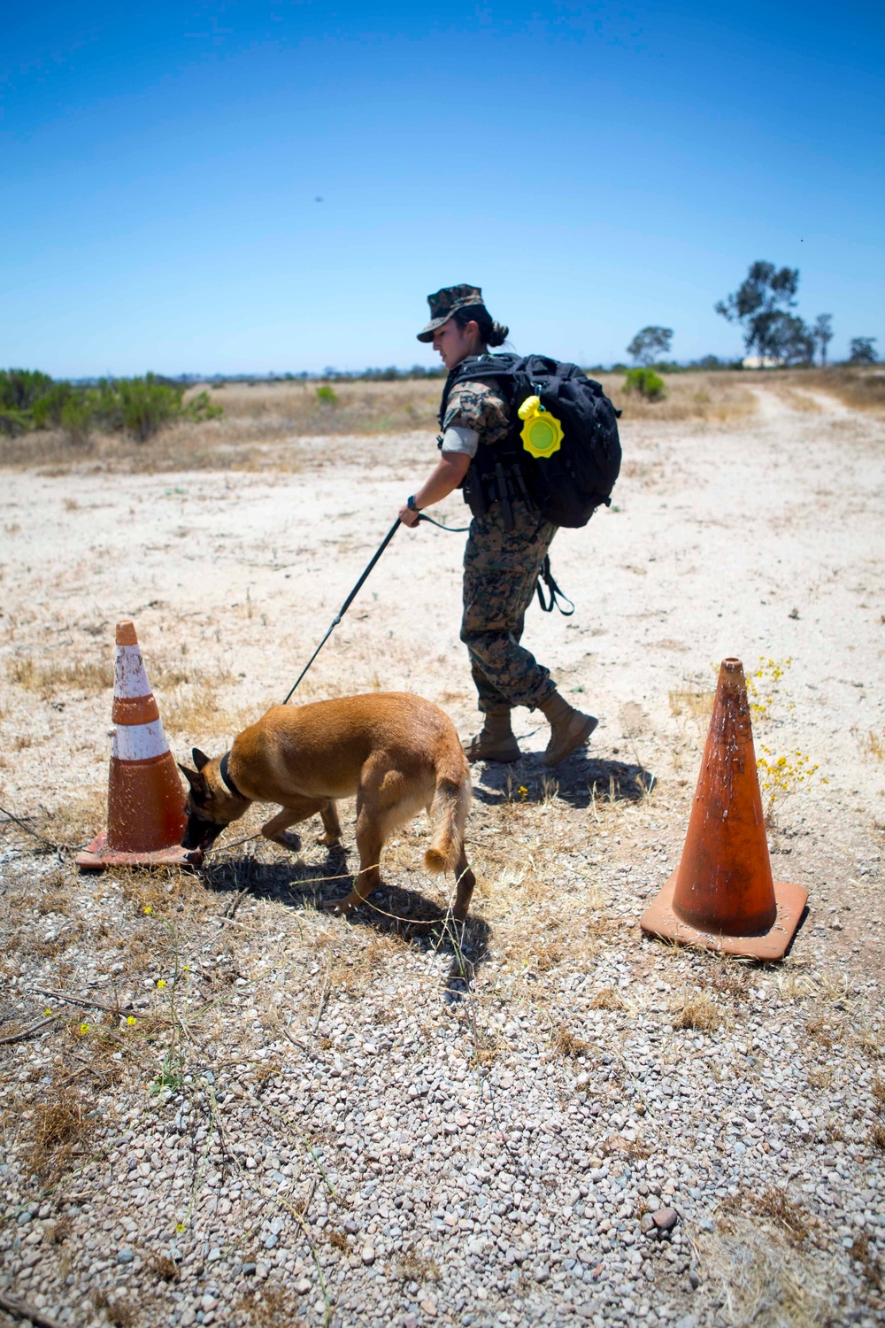 Dog handlers conduct detection training