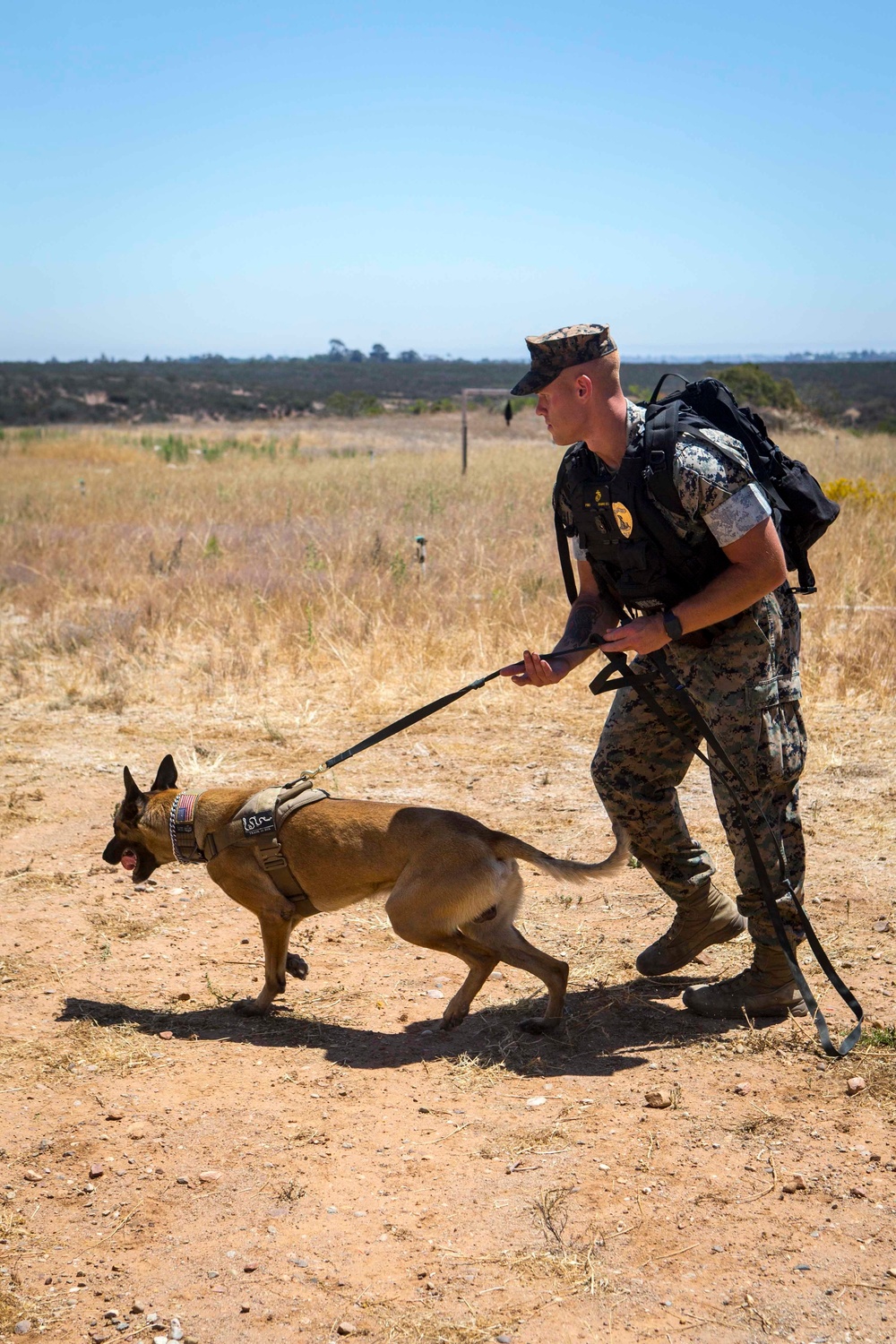 Dog handlers conduct detection training