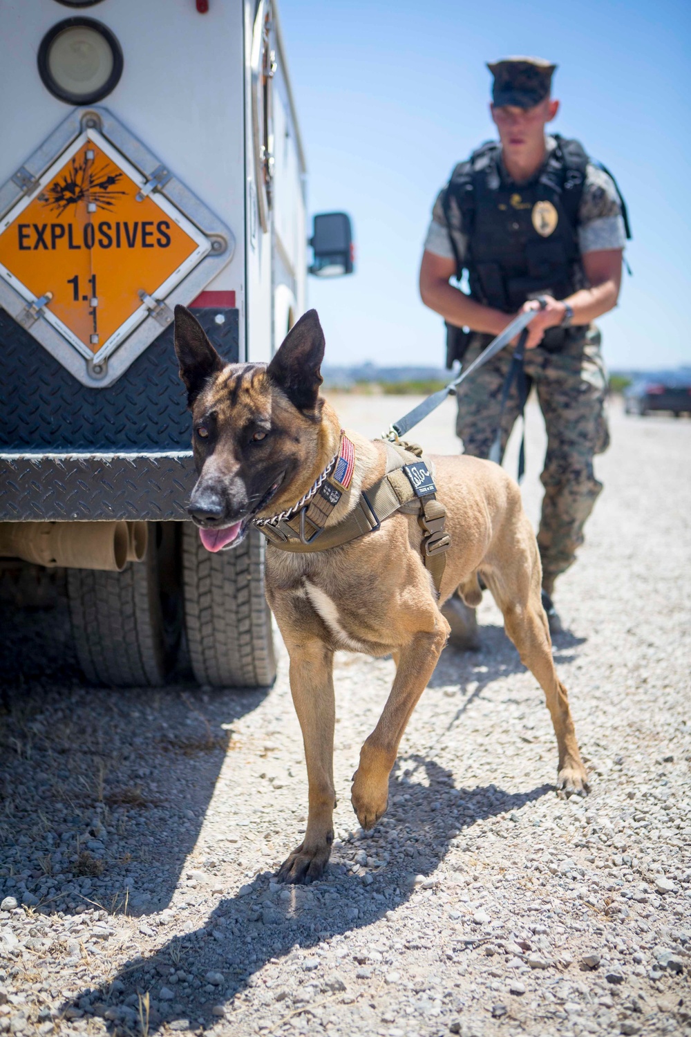 Dog handlers conduct detection training