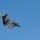 F-15E Strike Eagle training exercise