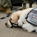 Service dogs in-training visit Whiteman AFB