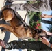 Military Working Dog Awarded NAM