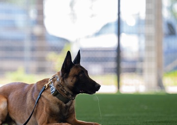 Mac and Gudger: Defending Tyndall