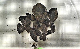 Fort McCoy ArtiFACT: Radiocarbon dating